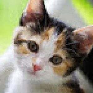 tanya adithia profile icon