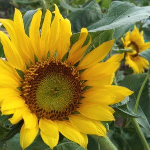 Dwi Arnum profile icon