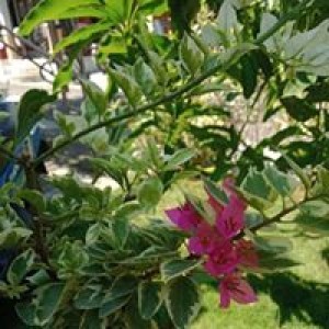 Linda Saja profile icon