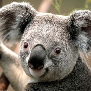 zarina Sofii profile icon