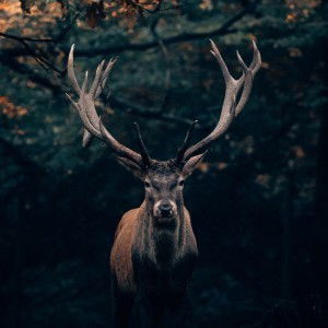 Thamonwan R profile icon