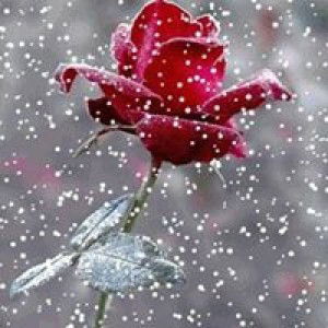 Silvia Dini profile icon