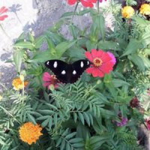 Ummu Iyyas profile icon