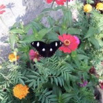 Ummu Iyyas profile icon