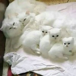 Norul Hidayah Mohd Supian profile icon