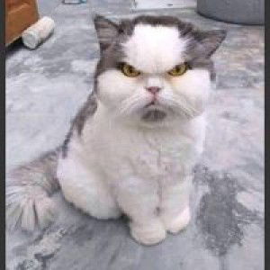 Nana Ormetina profile icon