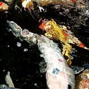 ike deka profile icon