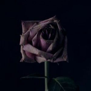 Nor Najihah profile icon