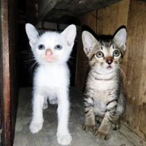 Fitri Alfiana profile icon