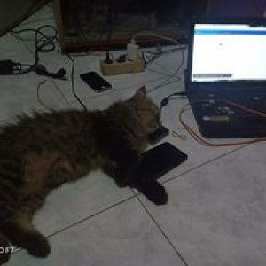 Nadila Phonsel profile icon