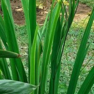 Ummu Nida profile icon