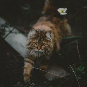 Nadiia Anjn profile icon