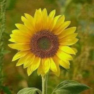 Hoài Thu profile icon