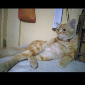 Elvira RKP profile icon