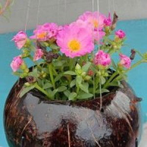 Amethyst Precise profile icon