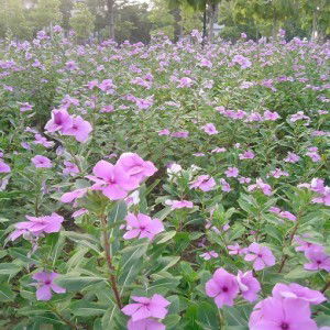 Hà Giang profile icon
