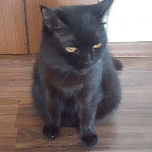 Cheryl Lim profile icon