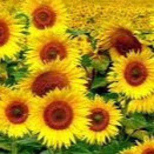 fitri Djafar profile icon