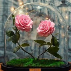 Novia Pujiastuti profile icon