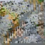 Rikha Nms Prmn profile icon