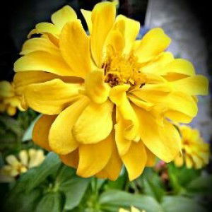 zuhrotul firdaus profile icon