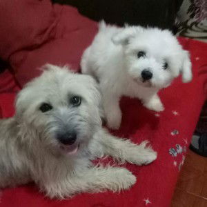 Jaimelou Brillantes profile icon