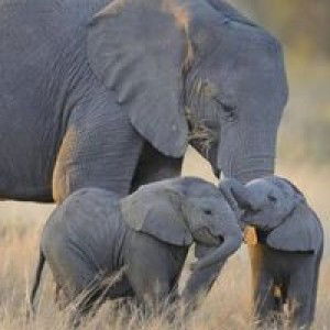 Iis zalis profile icon