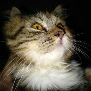 Emelda Yifei profile icon