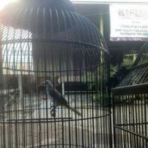 Korong Perreng profile icon