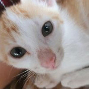 Checky R. Ranara profile icon