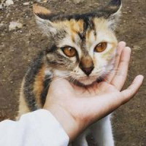 Puti Utari profile icon