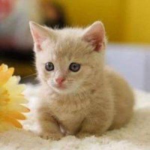 Fitrimaula Rachmi profile icon