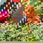 Echa Surya profile icon