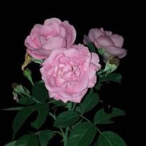 Evaa Kardilla profile icon