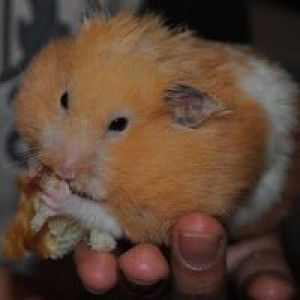 Rafita Prihatini profile icon