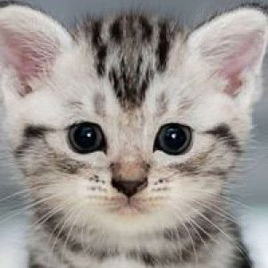 Juarsih profile icon