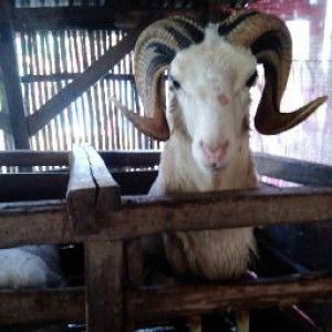 RAI RAKA FARMS profile icon