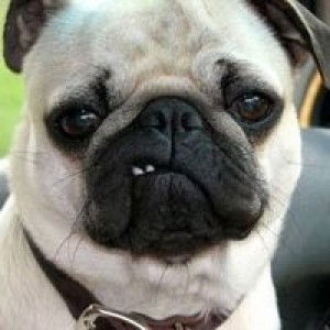 Ely Sium profile icon