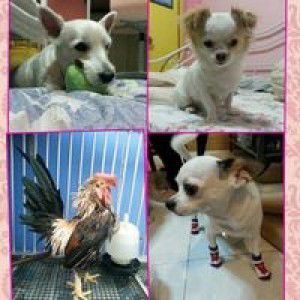 Kaiting Tan profile icon