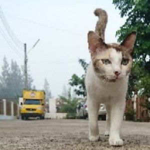 Nattakarn Trongkong profile icon