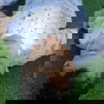 Soraya Laokaew profile icon