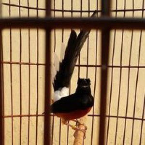 Muhammad Fadli profile icon