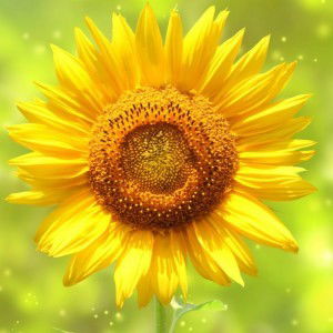 Hanh Nguyen profile icon