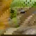 Chow Ziona profile icon
