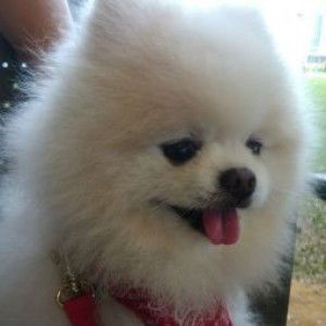 scorpion sting profile icon