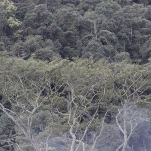 Ai Nenti Purwanti profile icon