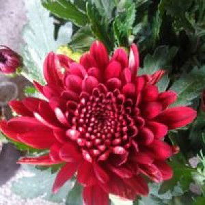 Mitha Nugra profile icon