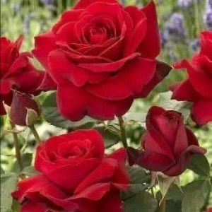 RANI KOMARA profile icon