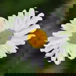 Hazel Mae Mutia profile icon