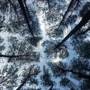 Devi Maretanti profile icon